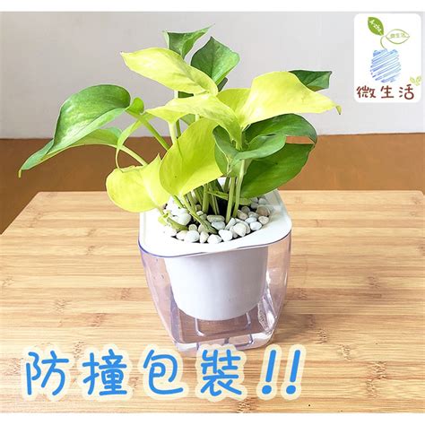 淨化廁所植物|廁所空氣清新秘訣：6種淨化空氣的植物推薦 